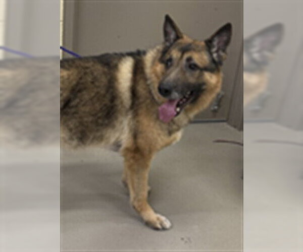 Medium Photo #1 German Shepherd Dog Puppy For Sale in Sanford, FL, USA