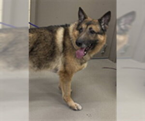 German Shepherd Dog Dogs for adoption in Sanford, FL, USA