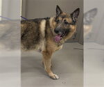 Small German Shepherd Dog