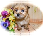 Small Photo #6 Shorkie Tzu Puppy For Sale in HAMMOND, IN, USA