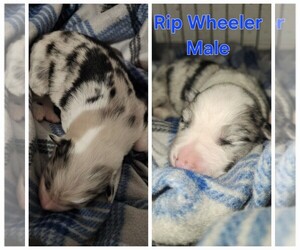 Border Collie Puppy for sale in DANVILLE, VA, USA