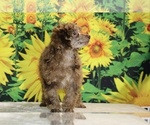 Maurice - Male Poodle (Toy) Puppy for Sale - Photo #27