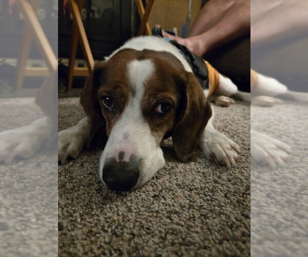 Medium Photo #1 Beagle Puppy For Sale in Mundelein, IL, USA