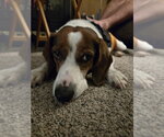 Bogart - Male Beagle Dog for Adoption - Small photo