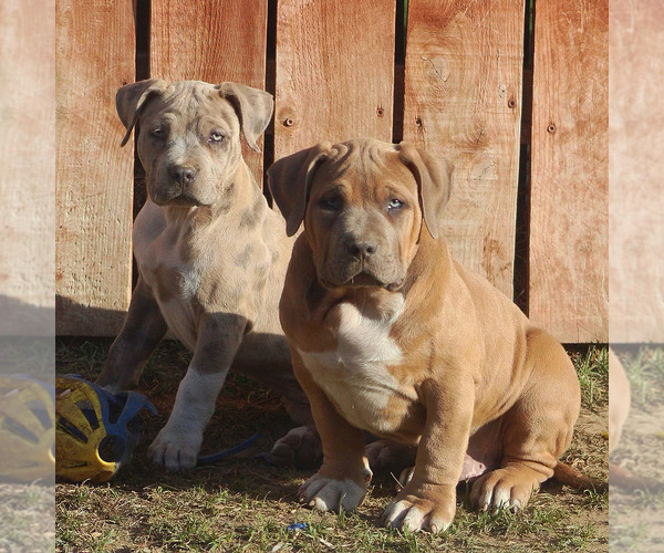 Medium Photo #4 American Bully Puppy For Sale in BAKERSFIELD, CA, USA