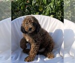 Small Photo #1 Goldendoodle (Miniature) Puppy For Sale in PISCATAWAY, NJ, USA