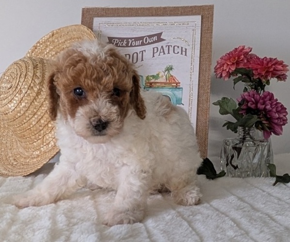 Medium Photo #46 Poodle (Miniature) Puppy For Sale in GOSHEN, IN, USA