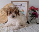 Small #4 Poodle (Miniature)