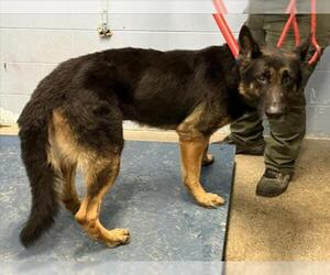 German Shepherd Dog Dogs for adoption in Woodland, CA, USA