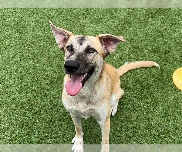 Medium Photo #1 German Shepherd Dog-Unknown Mix Puppy For Sale in Orange, CA, USA