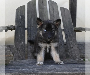 German Shepherd Dog-Siberian Husky Mix Puppy for sale in PERRYSVILLE, OH, USA