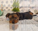Small Photo #11 Yorkshire Terrier Puppy For Sale in GLENDALE, AZ, USA