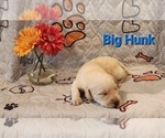 Small Photo #2 Miniature Labradoodle Puppy For Sale in ROY, WA, USA