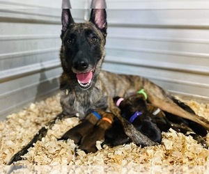 Belgian Malinois-Dutch Shepherd Dog Mix Puppy for sale in MONCLOVA, OH, USA