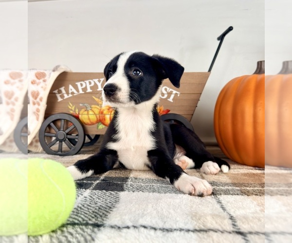Medium Photo #4 Border Collie Puppy For Sale in GREENFIELD, IN, USA