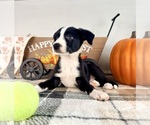 Small #3 Border Collie
