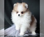 Small #9 Pomeranian