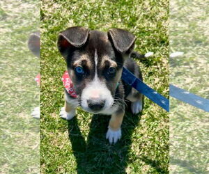 Siberian Husky-Unknown Mix Dogs for adoption in Germantown, OH, USA