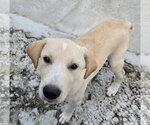 Small Labrador Retriever