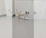 Small Labbe