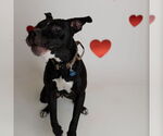Small #12 American Pit Bull Terrier