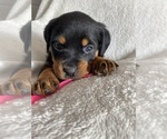 Small Photo #8 Rottweiler Puppy For Sale in ELLENVILLE, NY, USA