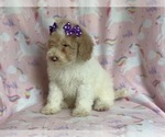 Small Photo #14 Poodle (Miniature) Puppy For Sale in LAKELAND, FL, USA