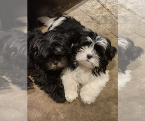 Shih Tzu Puppy for sale in PALM HARBOR, FL, USA
