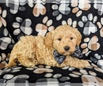 Small #2 Goldendoodle-Poodle (Toy) Mix