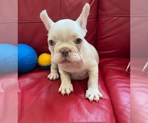 French Bulldog Puppy for Sale in HIALEAH, Florida USA