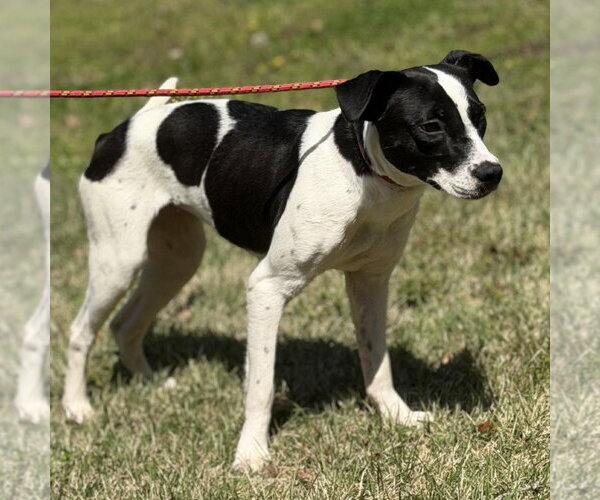 Medium Photo #2 Mutt Puppy For Sale in Yardley, PA, USA