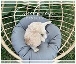 Small Photo #7 Poochon Puppy For Sale in NIANGUA, MO, USA