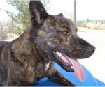 Small #9 Dutch Shepherd  Mix