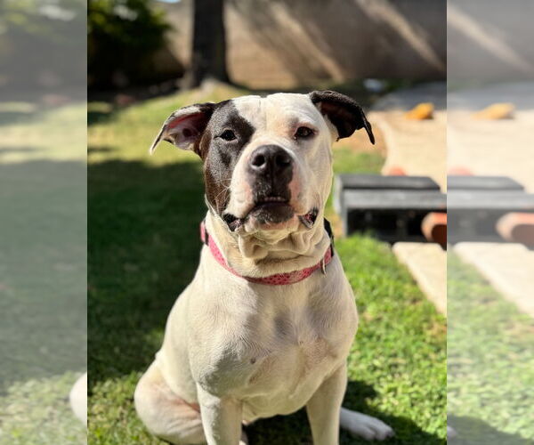Medium Photo #4 Bullboxer Pit Puppy For Sale in San Bernardino , CA, USA