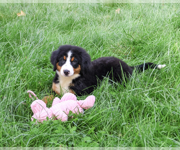 Medium Photo #6 Bernese Mountain Dog Puppy For Sale in SYRACUSE, IN, USA