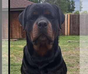 Rottweiler Dogs for adoption in Hillsboro, NH, USA