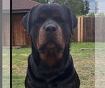 Small Rottweiler
