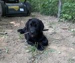 Puppy Maui Labrador Retriever