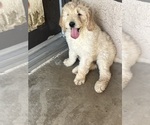 Small Photo #9 Goldendoodle Puppy For Sale in VALENCIA, CA, USA