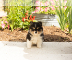 Small #1 Pomeranian