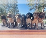 Small Photo #1 German Shorthaired Pointer Puppy For Sale in FLORISSANT, CO, USA