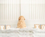 Small Photo #10 Goldendoodle (Miniature) Puppy For Sale in WARSAW, IN, USA