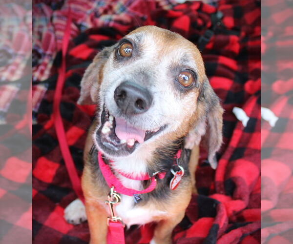 Medium Photo #4 Beagle Puppy For Sale in Dunnellon, FL, USA