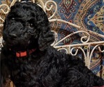 Small Photo #2 Poodle (Standard) Puppy For Sale in WEBSTER, MN, USA