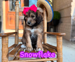 Puppy Snowflake Bernedoodle