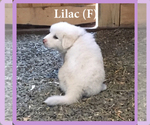 Small Photo #5 Anatolian Shepherd-Great Pyrenees Mix Puppy For Sale in DEARY, ID, USA