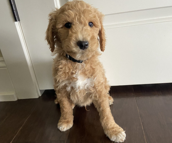 Medium Photo #1 Goldendoodle Puppy For Sale in SPARTA, MI, USA
