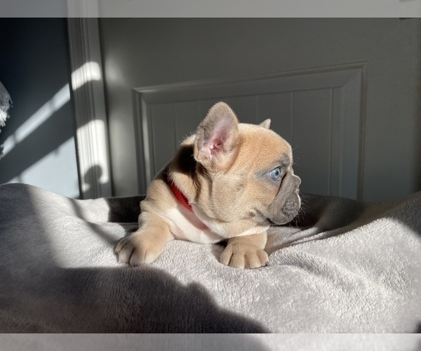 Medium Photo #8 French Bulldog Puppy For Sale in WARRENTON, VA, USA
