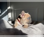 Small Photo #8 French Bulldog Puppy For Sale in WARRENTON, VA, USA