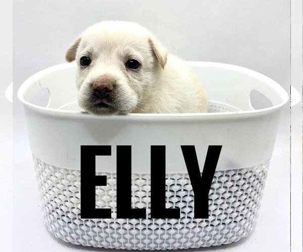 Medium Photo #1 German Shepherd Dog Puppy For Sale in LORIS, SC, USA